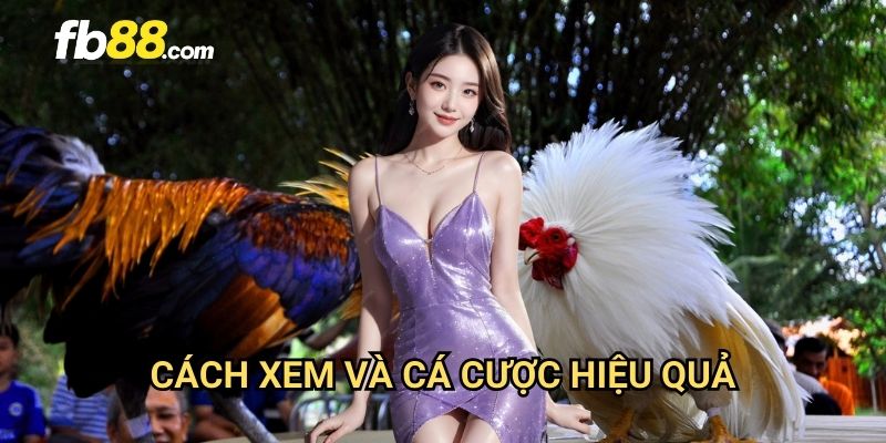 Đá gà Campuchia FB88: Trải nghiệm đấu trường gà chọi quốc tế 3 Cách xem và cá cược hiệu quả