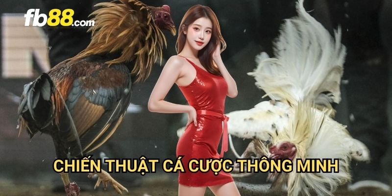Đá gà cựa sắt Thomo FB88: Đấu trường khốc liệt của các chiến kê 3 Chiến thuật cá cược thông minh