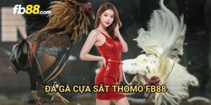 Đá gà cựa sắt Thomo FB88: Đấu trường khốc liệt của các chiến kê