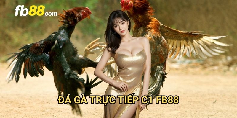 Đá gà trực tiếp C1 FB88: Xem đấu gà đỉnh cao chất lượng HD 1 Đá gà trực tiếp C1 FB88: Xem đấu gà đỉnh cao chất lượng HD