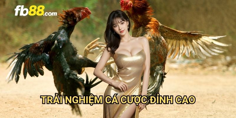 Đá gà trực tiếp C1 FB88: Xem đấu gà đỉnh cao chất lượng HD 3 Trải nghiệm cá cược đỉnh cao