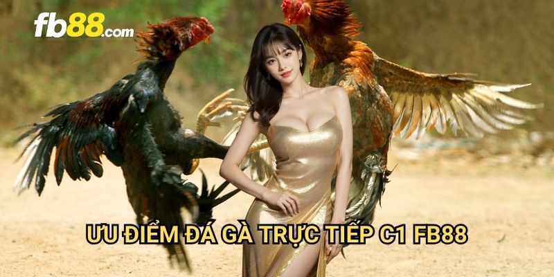 Đá gà trực tiếp C1 FB88: Xem đấu gà đỉnh cao chất lượng HD 2 Ưu điểm đá gà trực tiếp C1 FB88